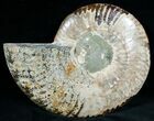 Split Ammonite Fossil (Half) #6886-2